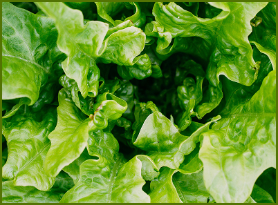 Lettuce