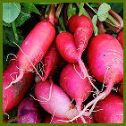 Radishes