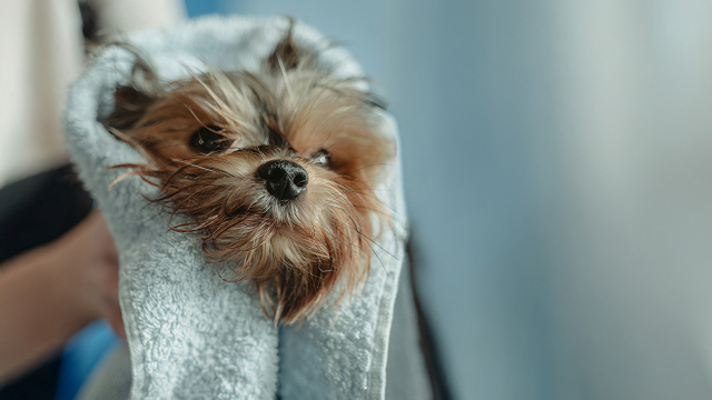 Dog wrapped in a towel