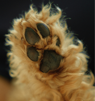 Dog paw