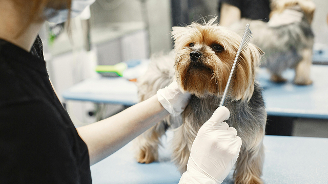 Dog being groomed
